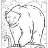 Polar Bear Coloring Pages